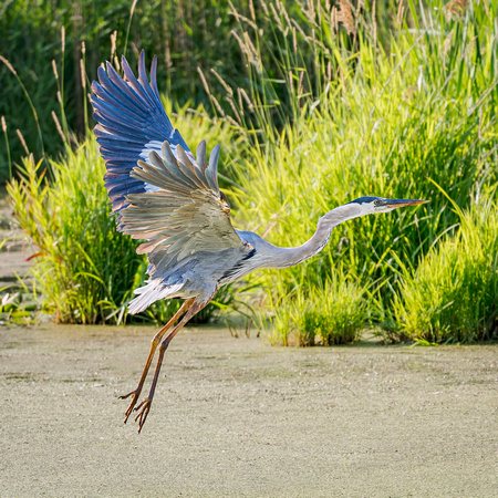 Great Blue Heron