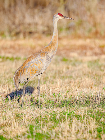 Sandhill Crane