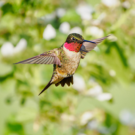 Ruby-throated Hummingbird