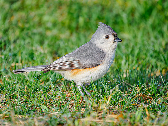 Tufted Titmouse