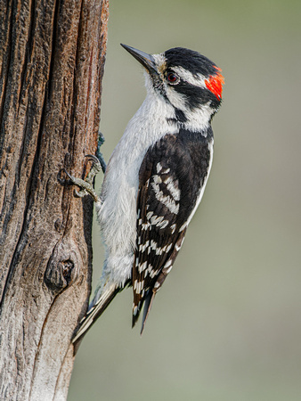 Downy Woodpecker