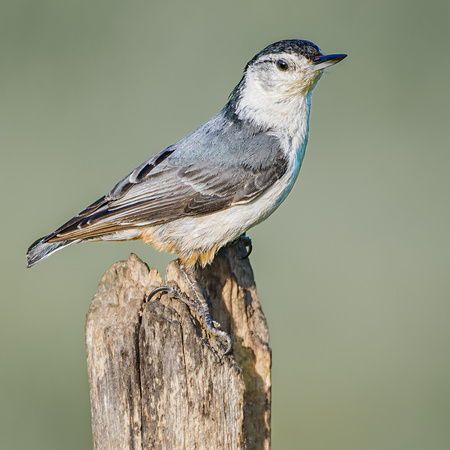 White-breasted Nuthatch