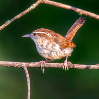 Carolina Wren