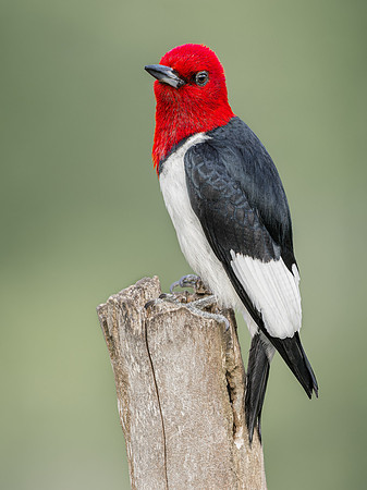 Red-headed Woodpecker