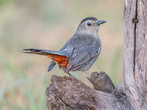 Gray Catbird