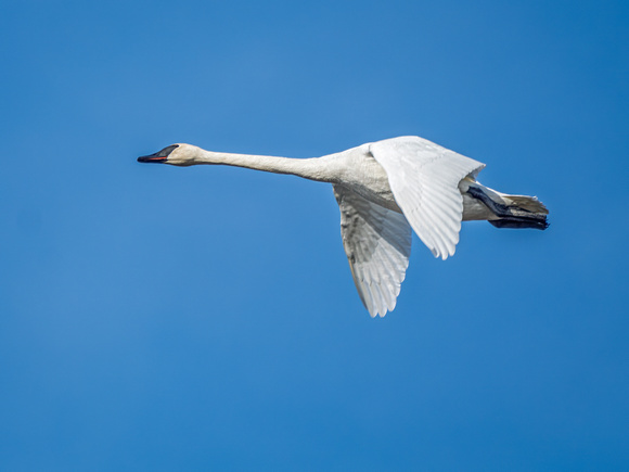 Trumpeter Swan