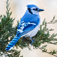 Blue Jay