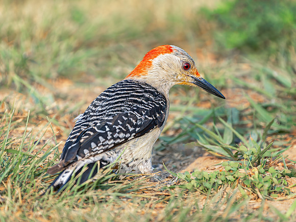 Red-bellied Woodpecker