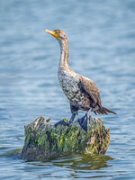 Double-crested Cormorant