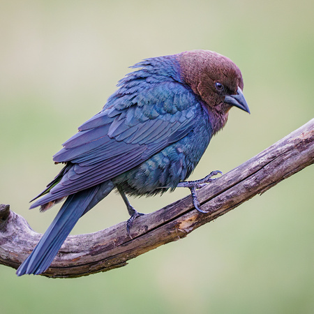 Brown-headed Cowbird