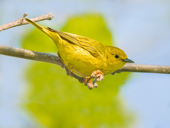 Yellow Warbler