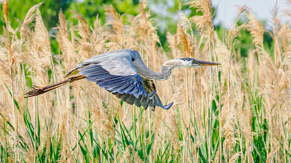 Great Blue Heron