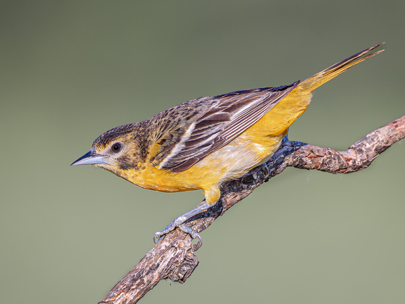 Baltimore Oriole