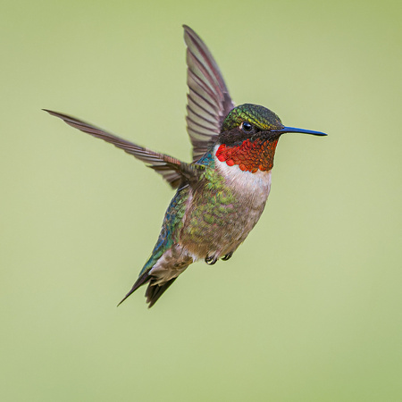 Ruby-throated Hummingbird