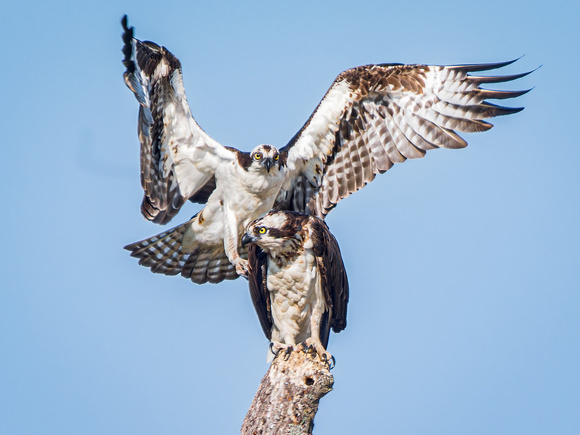 Osprey