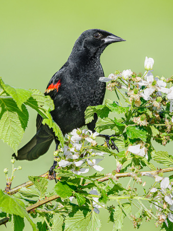 Red-winged Blackbird