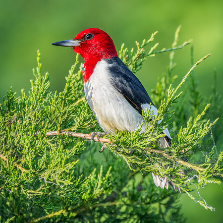 Red-headed Woodpecker