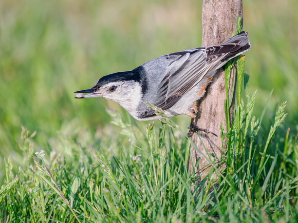 White-breasted Nuthatch