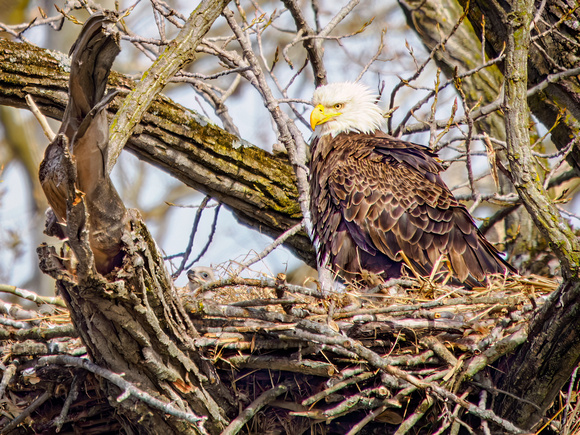 Bald Eagle