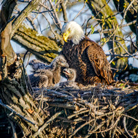 Bald Eagle