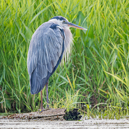 Great Blue Heron