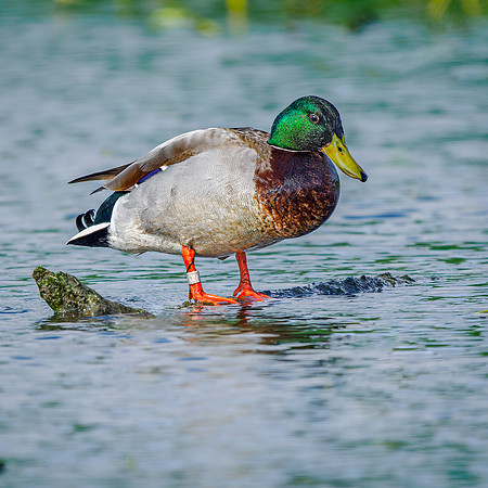 Mallard