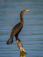 Double-crested Cormorant