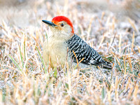 Heron Park 2024-11-30