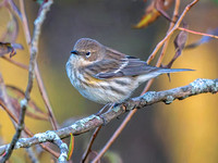 Heron Park 2024-10-15
