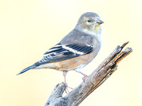 American Goldfinch