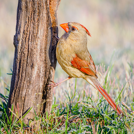 Northern Cardinal