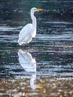 Great Egret