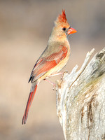Northern Cardinal