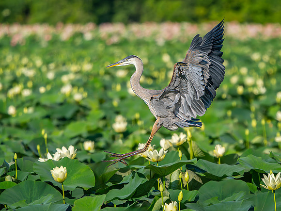Great Blue Heron