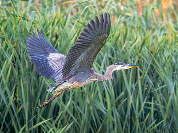 Great Blue Heron