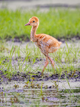 Sandhill Crane