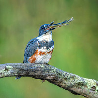 Belted Kingfisher