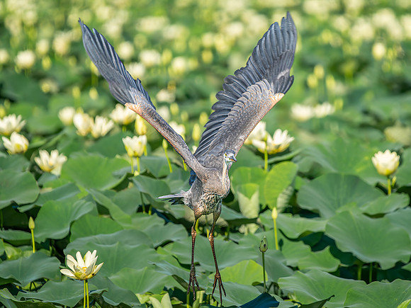Great Blue Heron