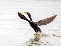 Double-crested Cormorant