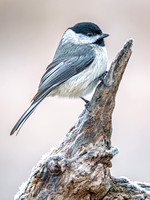 Carolina Chickadee