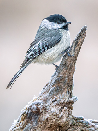 Carolina Chickadee