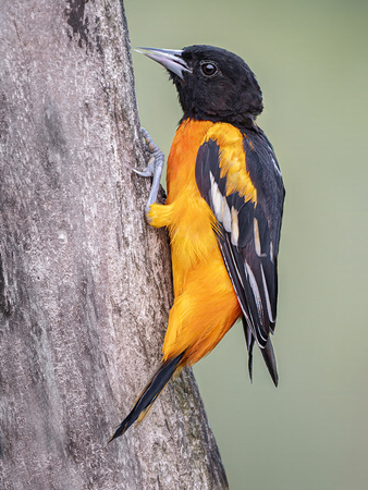 Baltimore Oriole