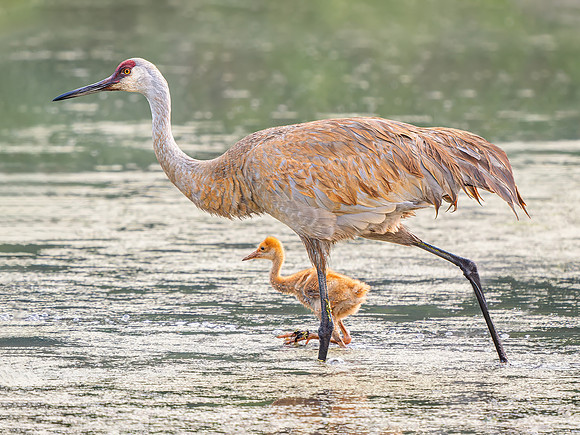 Sandhill Crane