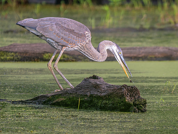 Great Blue Heron