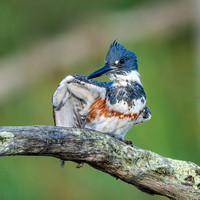 Belted Kingfisher