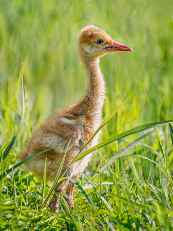 Sandhill Crane