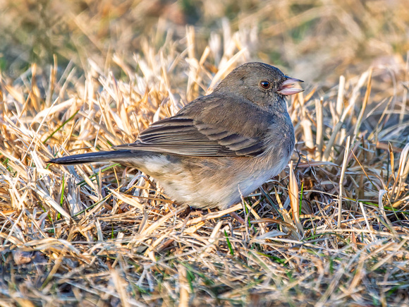 Dark-eyed Junco