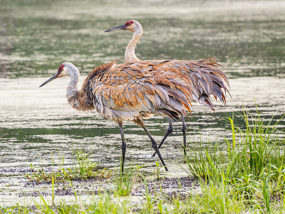 Sandhill Crane