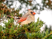 Heron Park 2025-04-12