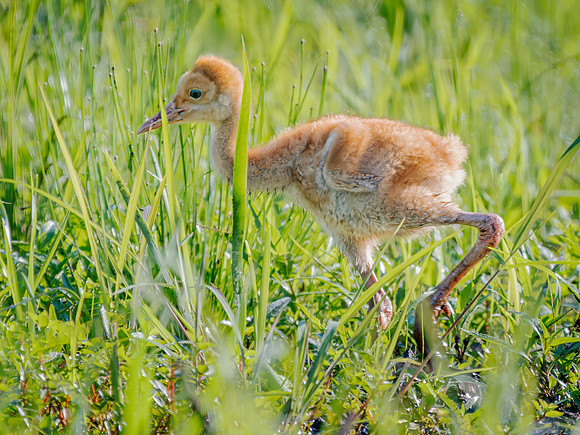 Sandhill Crane